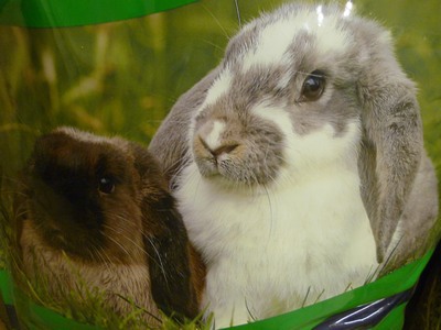 Rabbits p1030239-qpr