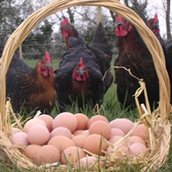 chickens