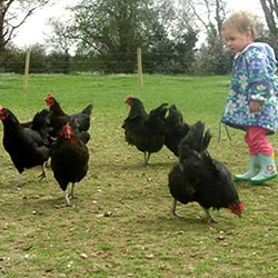 chickens2