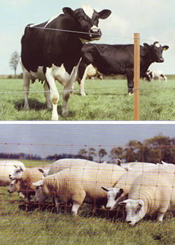 livestock